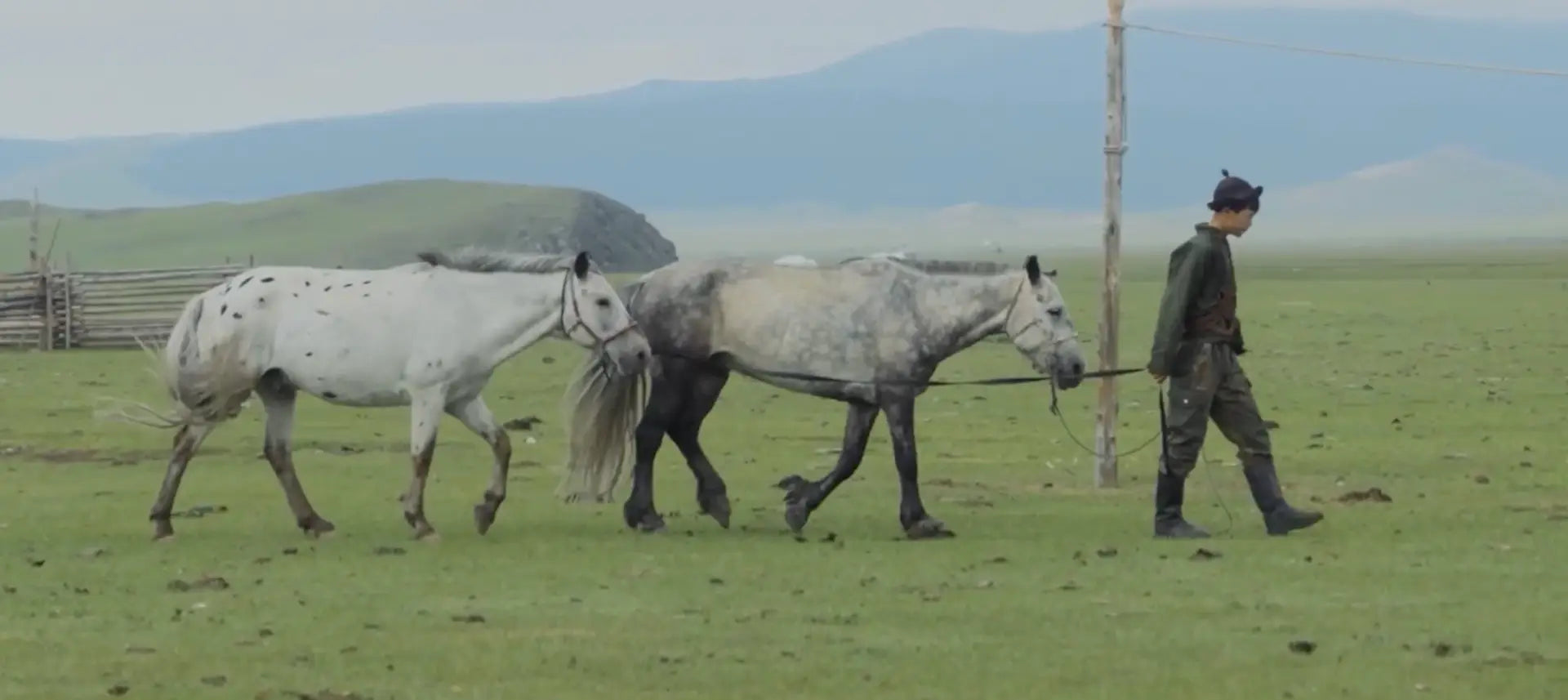 A man tending his horses