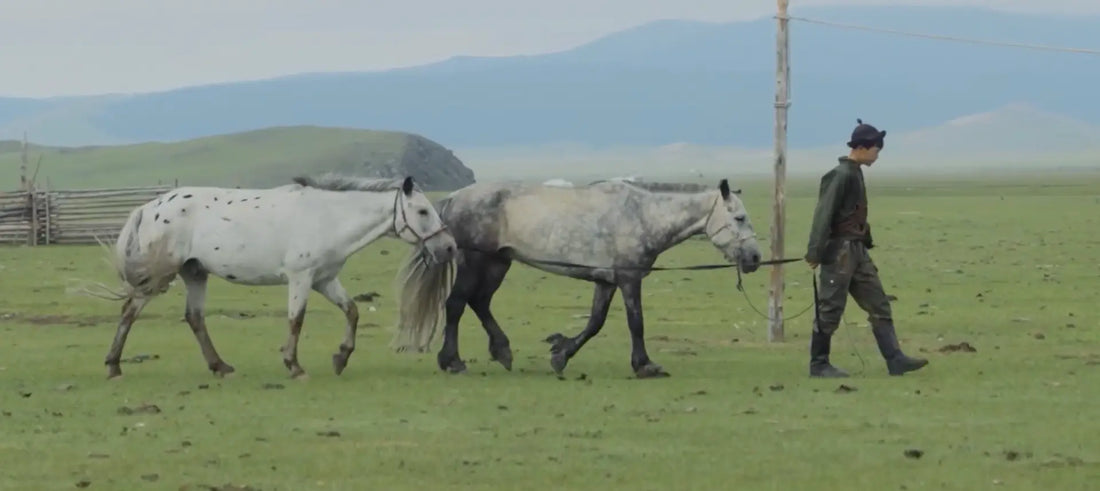 A man tending his horses