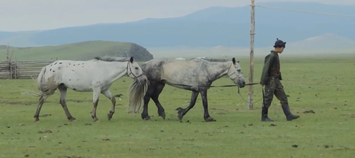 A man tending his horses