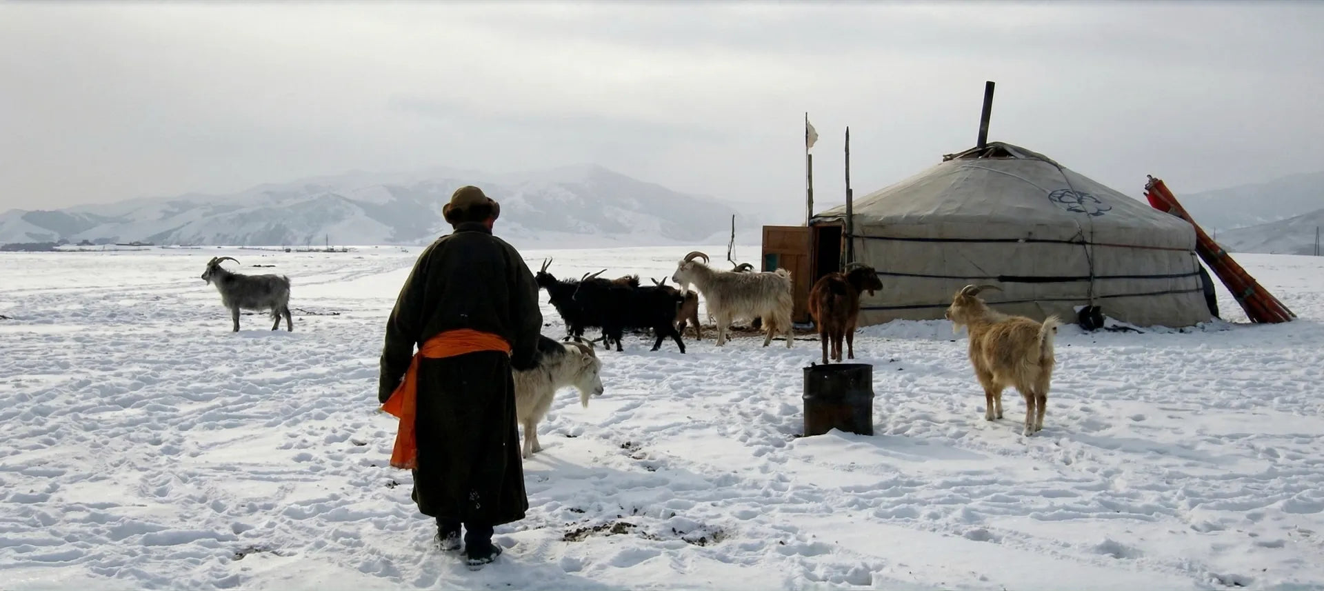 A Mongolian nomad with animals and yurt in the background