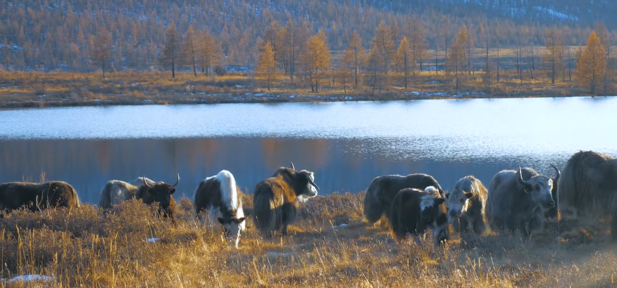 Yaks in the Mongolian wild