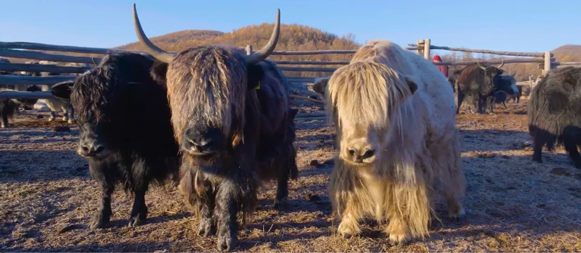 Yaks in mongolian steppe
