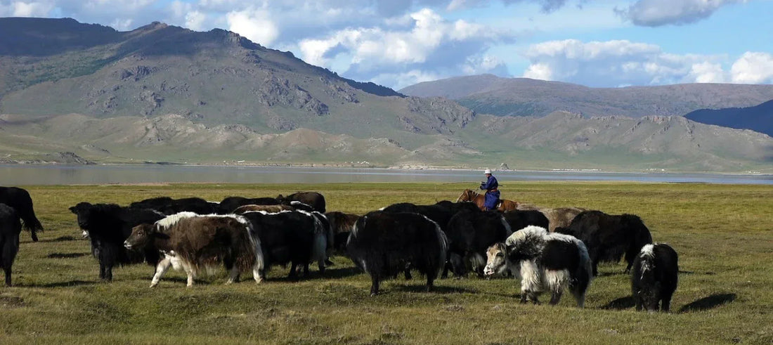 A herder and his yaks in Mongolian steppe