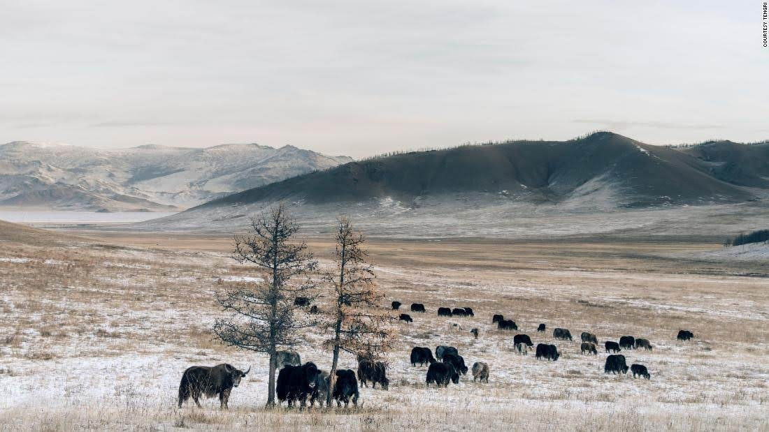 yaks grazing in snowy winter